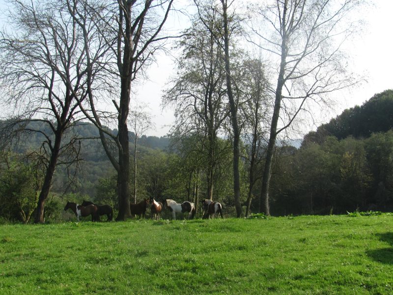 DO/430 BIESZCZADY - PANISZCZÓW - Siedlisko w dolinie