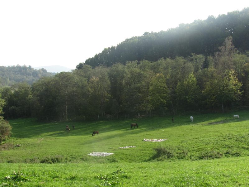 DO/430 BIESZCZADY - PANISZCZÓW - Siedlisko w dolinie