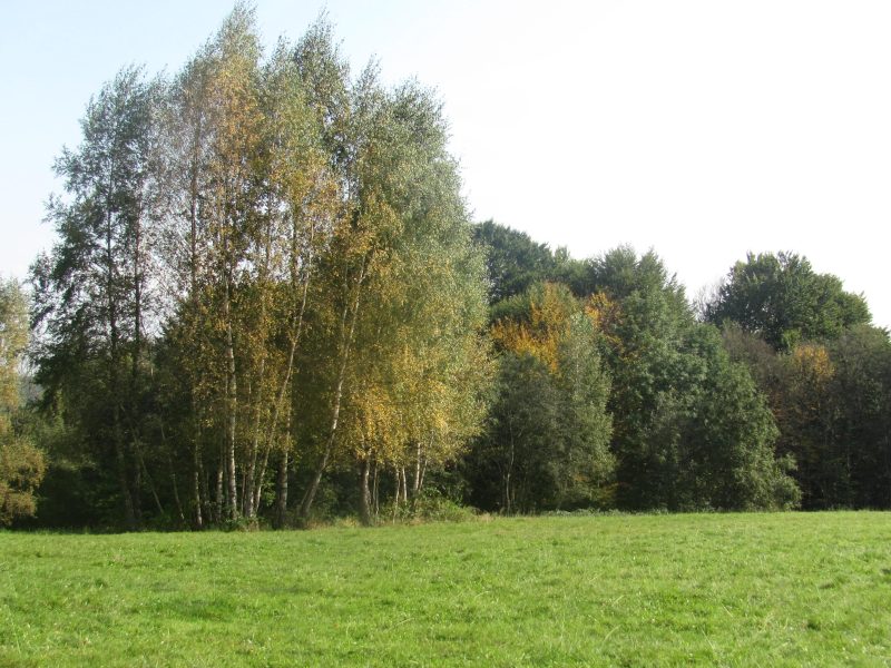 DO/430 BIESZCZADY - PANISZCZÓW - Siedlisko w dolinie